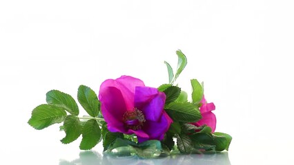 Poster - wild rose flower on a white background