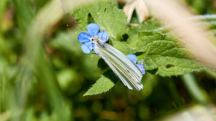 Poster - butterfly on a flower