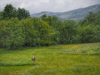 Poster - person on the meadow