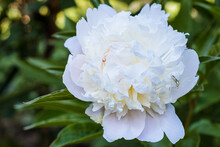 White Peony Or Paeonia Flower In The Garden Close Up. Flower Crab Spider On Peony Bud. Summer Blooming Plant In The Flowerbed Macro Photography