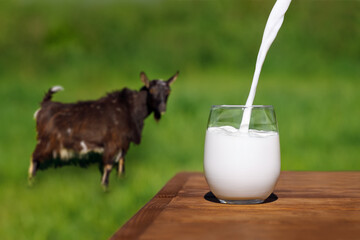 Poster - milk pouring into glass on table with grazing goat