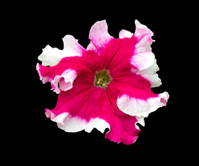 Wall Mural - Petunia flower isolated on black background