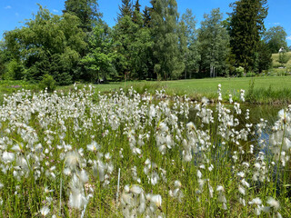 Wall Mural - Broad-leaved bog-cotton (Eriophorum latifolium, Hoppe), Broad leaved cotton grass, Breitblättriges Wollgras, Linaigrette à larges feuilles (The Botanical Garden of the University of Zurich)