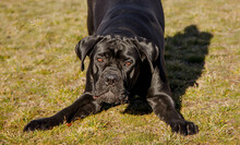 Portrait Of A Beautiful Black Dog Breed Italian Cane Corso.