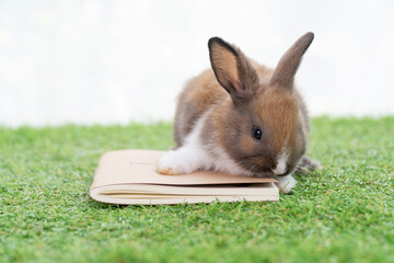 Adorable little furry baby rabbit bunny brown, white standing on the book over green grass with light while watching something over white background. Easter animal bunny concept.