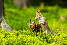 Red Fox (Vulpes Vulpes) Found A Dead Squirrel