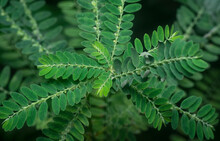 The Phyllanthus Niruri Weed Plant.