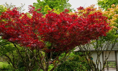 Wall Mural - beautiful reds of an acer rubrum (Sun valley) in early summer