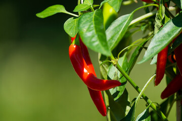 Wall Mural - Chili peppers (also chile, chile pepper, chilli pepper, or chilli, Latin: Capsicum annuum) in the green garden. Red color peppers. Close up photo.