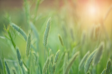 Wall Mural - meadow grass in the sunlight. beautiful art image. sunny summer background. selective focus.