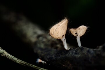 Wall Mural - moth on a tree