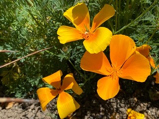 Wall Mural - Californian poppy (Eschscholzia californica), Golden poppy, California sunlight, Cup of gold, Kalifornische Mohn, Goldmohn, Kalifornischer Kappenmohn, Schlafmützchen or Kalifornijski mak