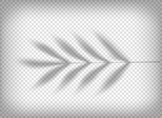 Aufkleber - Palm leaf shadow isolated on transparent background. vector tempalte for design