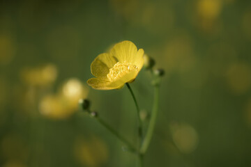 Wall Mural - a buttercup faces the rising morning sun and opens to feed on the sunrays that it needs to grow.