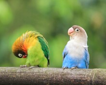 Pair Of Parrots