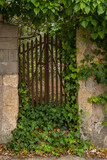 Fototapeta Natura - Metal gate full of ivy giving access to an abandoned orchard