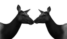 Two Black And White Elk Isolated On The Black Background