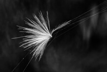 Dandelion Seed Head Caught In Spiders Web Blowing In The Wind