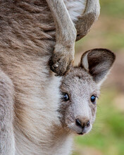 Eastern Grey Kangaroo Joey Portrait