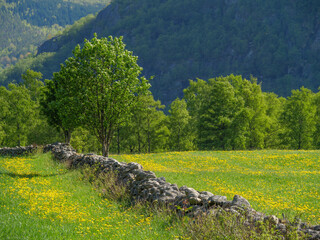 Wall Mural - Eidfjörd und der Hardangerfjörd in Norwegen