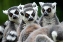 Group Of Ring-tailed Lemur Portraits Sitting Together