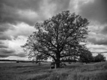 Oak Tree, Wayside Cross And Landscape In Bohemia