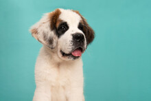 犬セントバーナードの肖像 無料画像 Public Domain Pictures