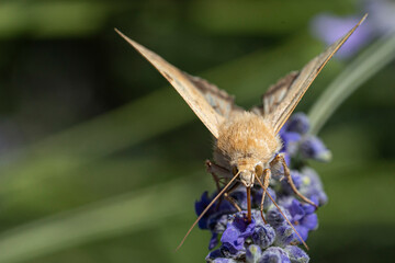 Poster - noctuelle peltigère