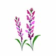 Beautiful Flower, Illustration of Pink Sage Flowers or Salvia Sclarea Flower with Green Leaves Isolated on White Background.
