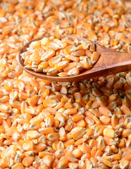 Wall Mural - dry corn seeds in a wooden spoon, food background texture, closeup taken in shallow depth of field with copy space