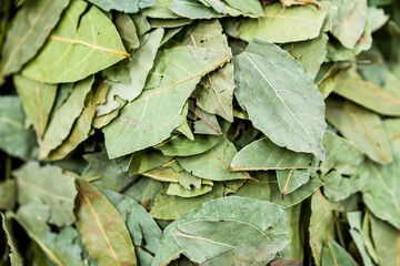 Wall Mural - bay leaf laurel leaves
