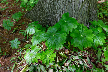 Wall Mural - Mayapple (Podophyllum peltatum)
Mayapples are native plants that grow in large colonies. These plants have an edible fruit and the Native Americans had medicinal uses for parts of this plant 