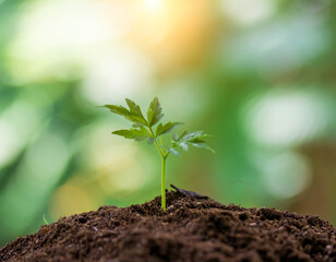 seedlings growing fertile soil.Young plants growing seed step nature