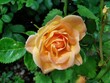 Piękna róża w ogrodzie. Zdjęcie zrobione 4 czerwca 2022 roku. 