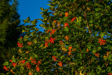 View Of Pyracantha Coccinea, The Scarlet Firethorn - Unripe Berries On A Tree Branch