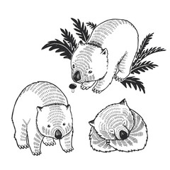 Wall Mural - Set of vector hand drawn illustrations of wombats isolated on white. Collection of sketches of cute animals for sticker, logo, tattoo or print design.