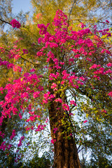 Wall Mural - Flowers on the bush at summer teracce in the garden