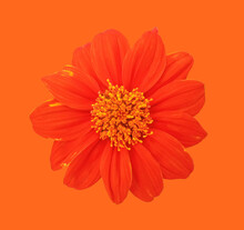 Close Up, Single Orange Zinnia Flower Blossom Blooming Isolated On Orange Background For Stock Photo, House Plants, Spring Floral