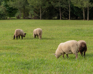 sheep 2