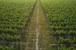 © Berg - A vineyard plantation is divided by a road top view. Diagonal road between vineyards view from above.