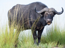 Cape Buffalo (Syncerus Caffer) In Chobe National Park, Botswana