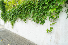 Ivy On The White Wall Beside The Road.