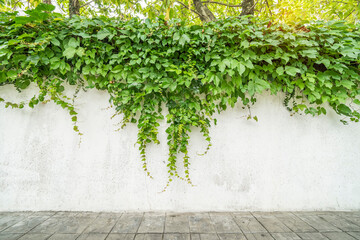 Wall Mural - Ivy on the white wall beside the road.