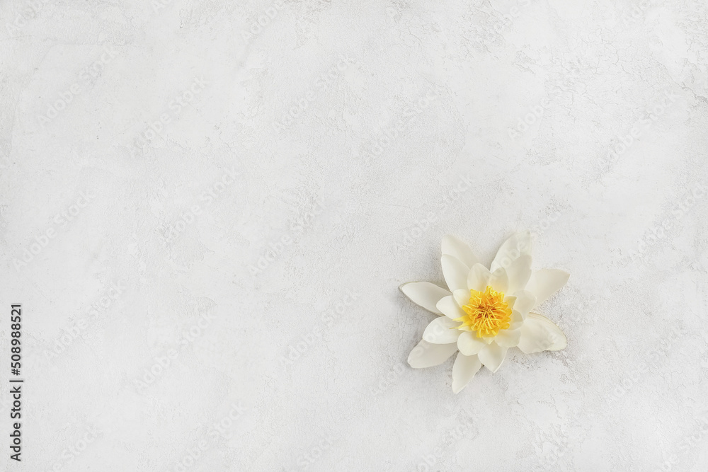 Beautiful lotus flower on light background