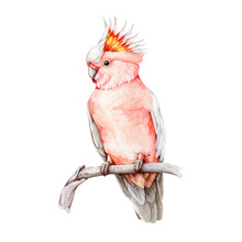 Major Mitchell's Cockatoo Watercolor Illustration. Hand Drawn Realistic Australian Native Bird. Pink Parrot On A Branch. Pink Cockatoo Beautiful Australia Wildlife Bird. White Background