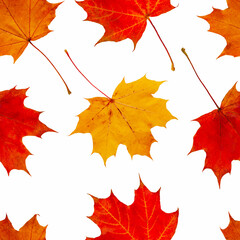 Wall Mural - Decorative seamless pattern of autumn maple leaves isolated on white background.