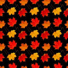 Wall Mural - Seamless background of autumn maple leaves isolated on black.