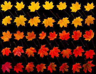 Wall Mural - Set of autumn maple leaves in yellow, red and orange isolated on black.