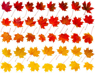 set of autumn maple leaves in yellow, red and orange isolated on white.