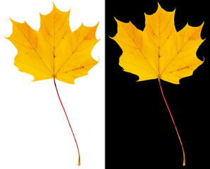 Wall Mural - Autumn maple leaf isolated on white and black backgrounds. Yellow maple leaf with long stem.